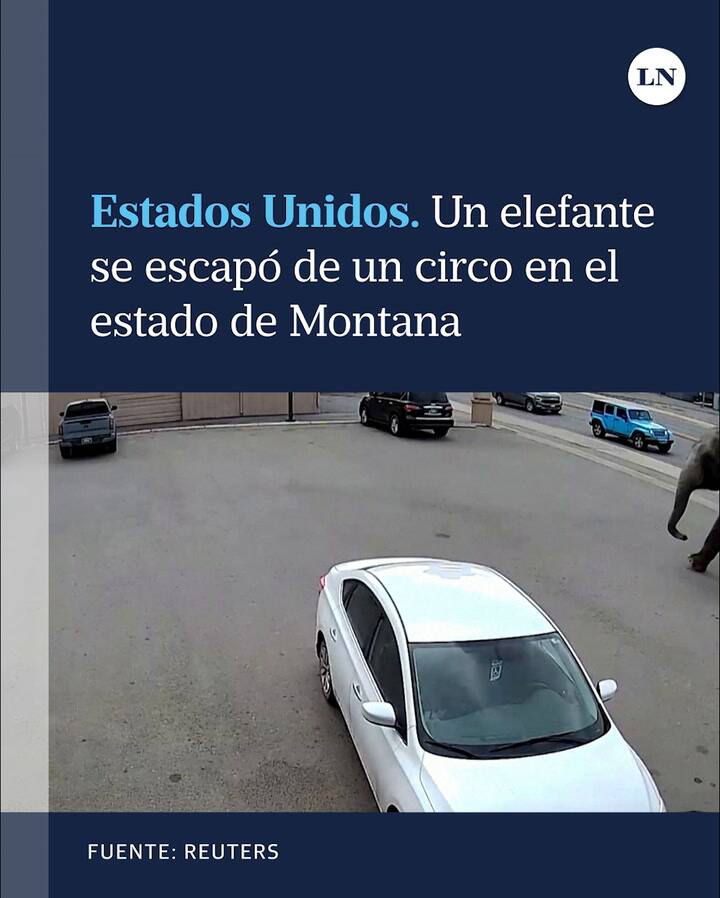 Montana, EE.UU: Un elefante se escapó de un circo y caminó por toda la ciudad
