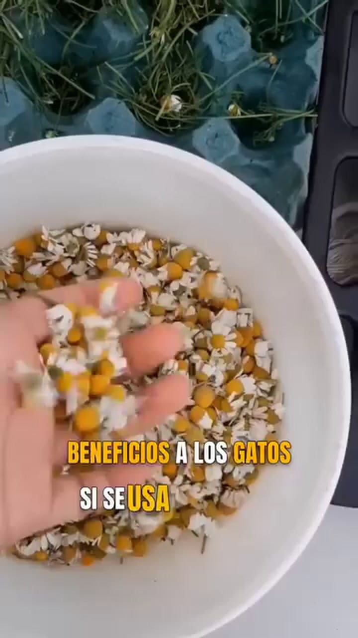 Los beneficios de la manzanilla para los gatos