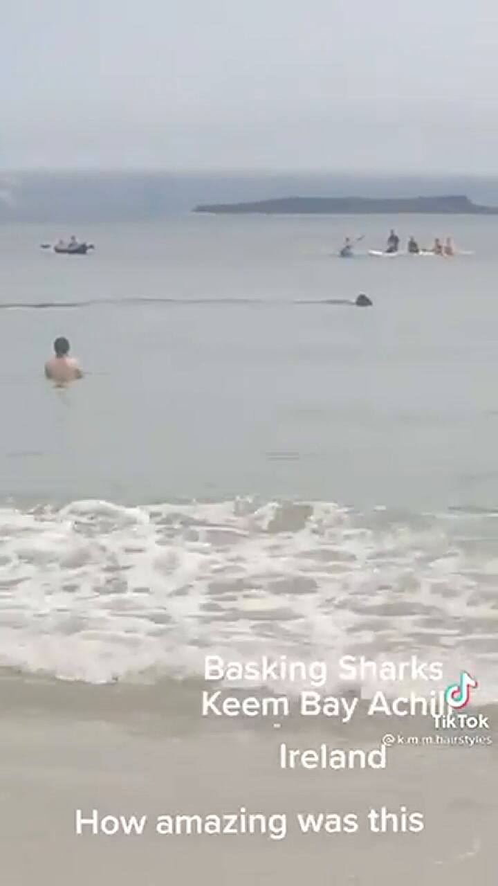 De Terror: un tiburón gigante acecha a gente en la playa