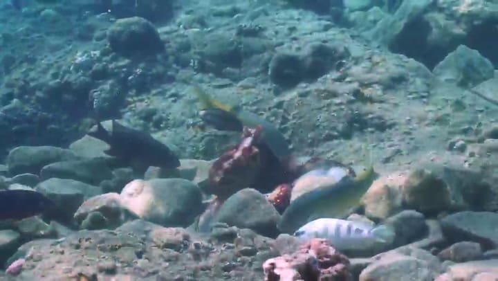 Video: graban a un pulpo que golpea peces 'por rencor' - Fuente: Twitter
