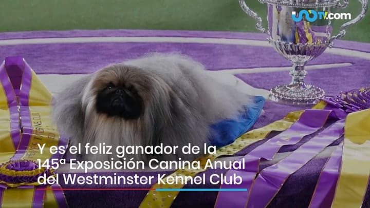Wasabi: el perro pequinés que conquistó a todos en un prestigioso torneo canino