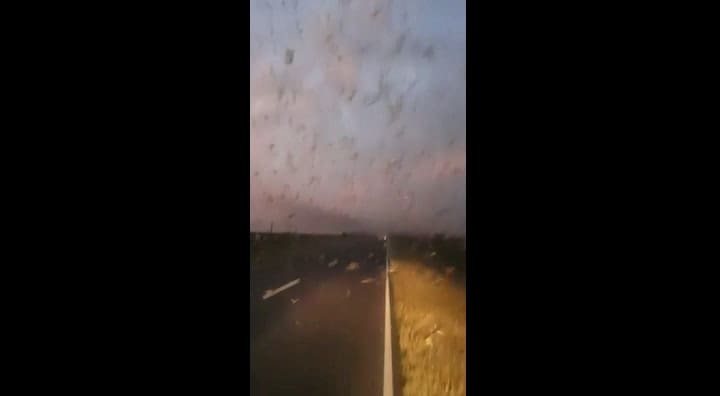 Fuerte avance de una manga de langostas en el norte de Santa Fe