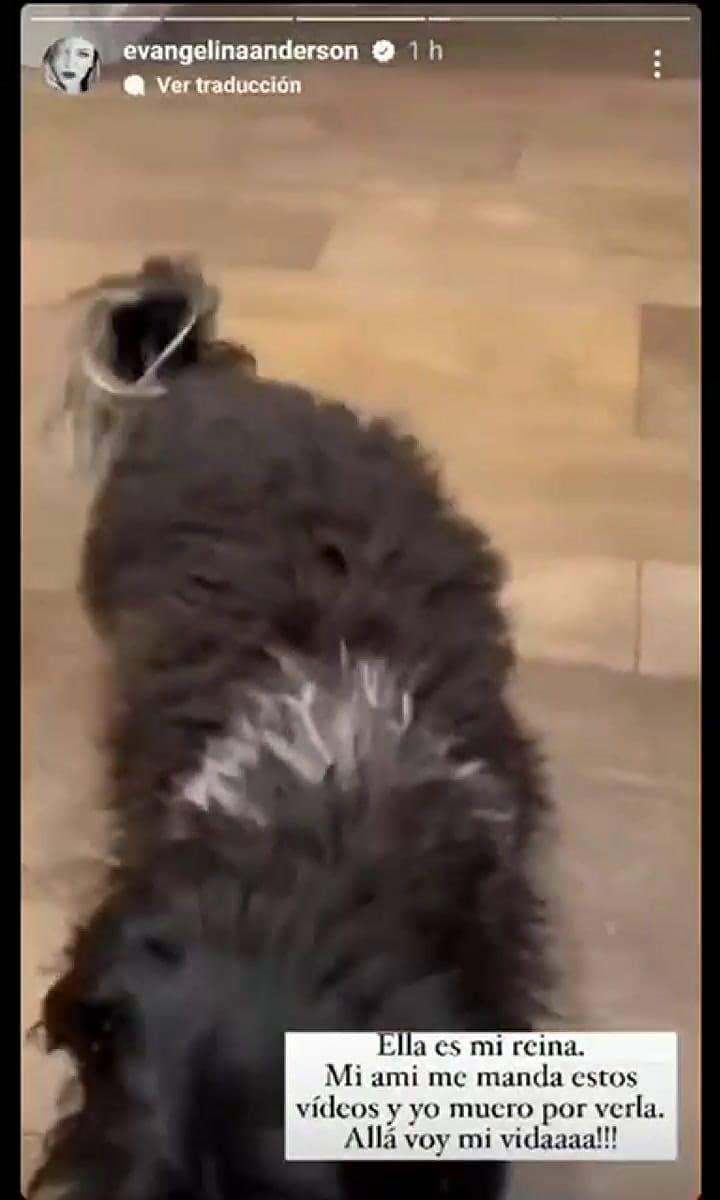 Evangelina Anderson viajó a Alemania para buscar a una de sus mascotas