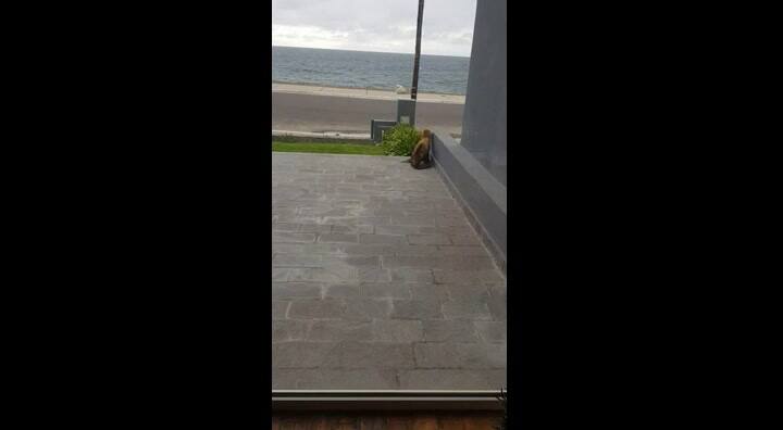 Un lobo marino subió al cantero de una casa en Puerto Madryn