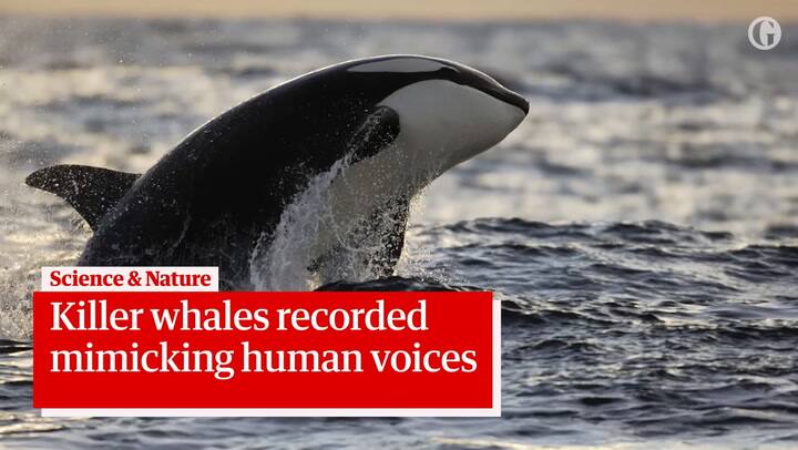 Sorpresa al escuchar una orca imitar a los humanos
