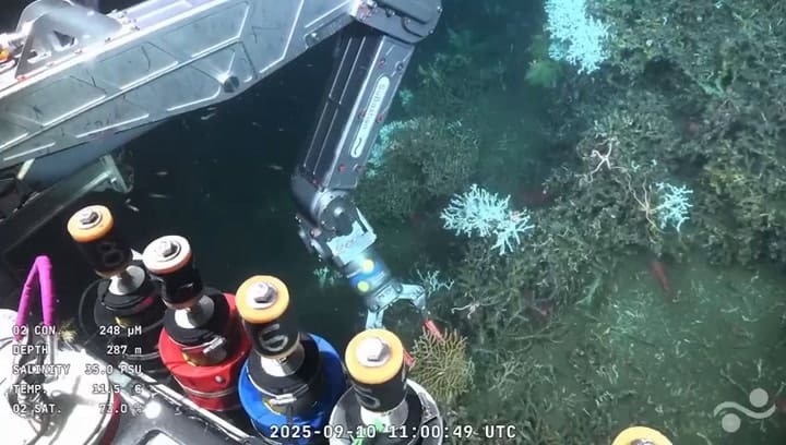 Los tiburones en aguas profundas durante la expedición Uruguay Sub200