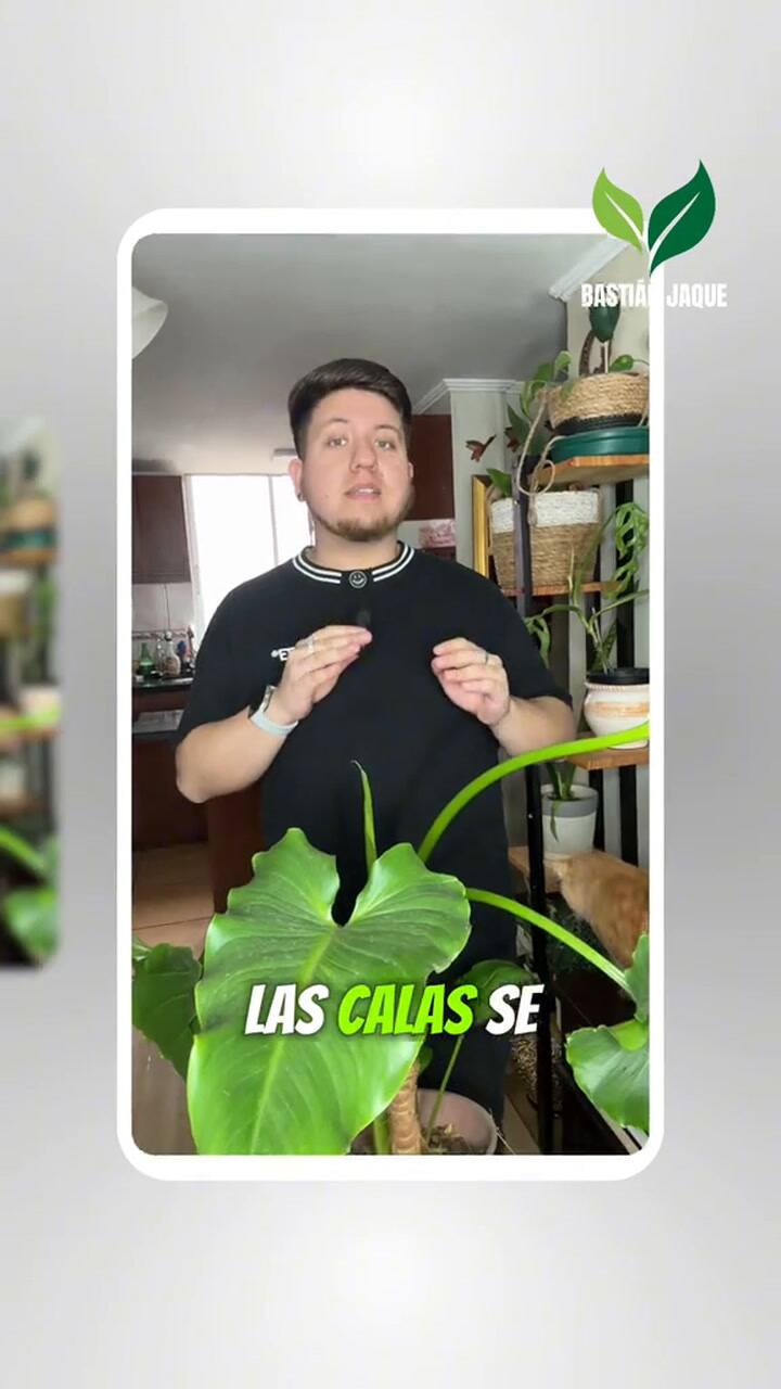 ¿Cómo cuidar las calas para que florezcan de la mejor manera?