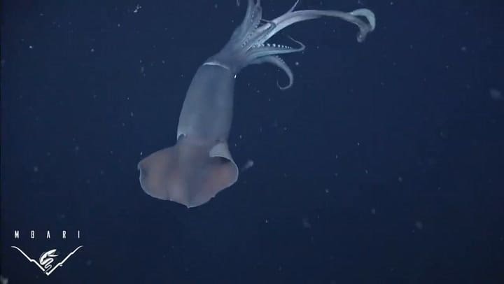 El video que sorprendió a todos