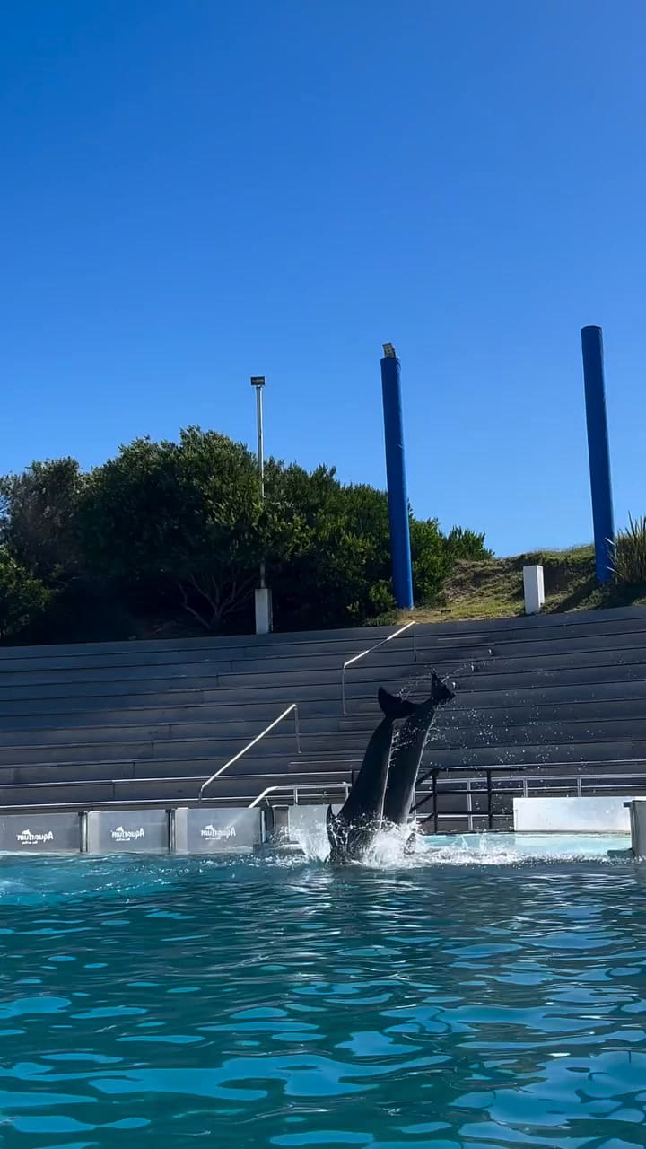 Siete de los 10 delfines serían enviados a un acuario en el Caribe