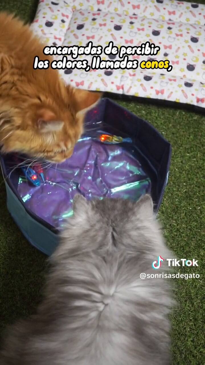 Qué color pueden ver los gatos