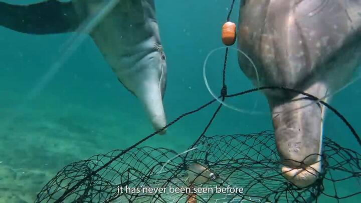 Delfines roban carnadas a pescadores en Australia