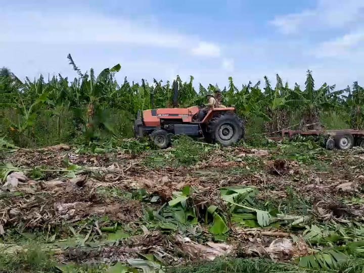 La falta de respuesta del gobierno provincial ha llevado a decenas de pequeños productores de Formosa a destruir este año sus plantaciones de bananas en Laguna Naineck