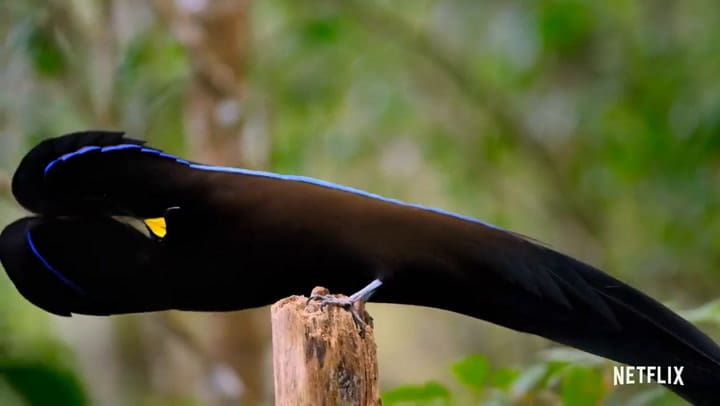 Tráiler de Nuestro planeta