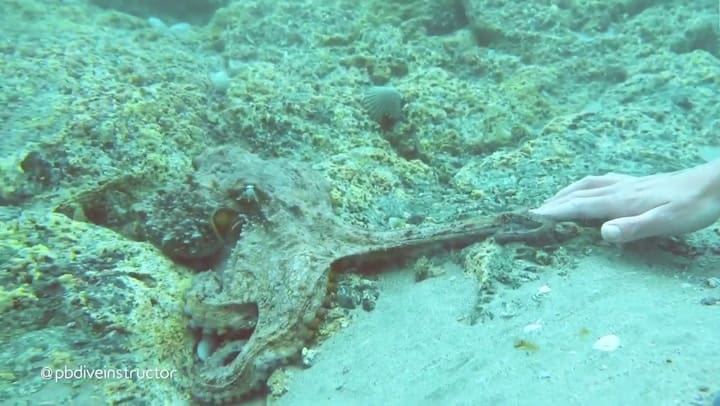 El momento mágico en que un pulpo le toma la mano de una buceadora