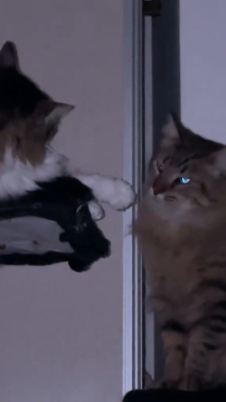 Legolas y Greta, dos animales que se hicieron furor en TikTok