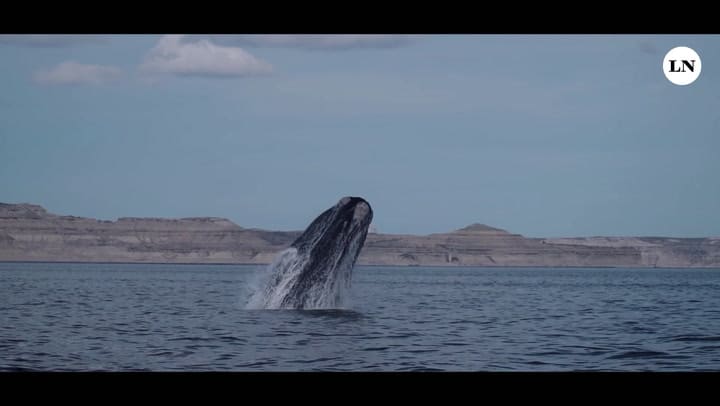 SOS Animales Argentinos. Trailer.