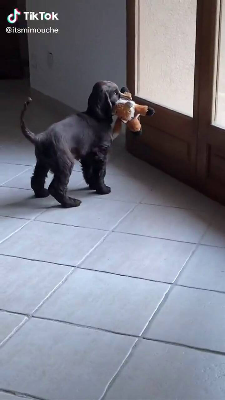 Video viral registró el preciso momento en que le rompen el corazón a un perrito