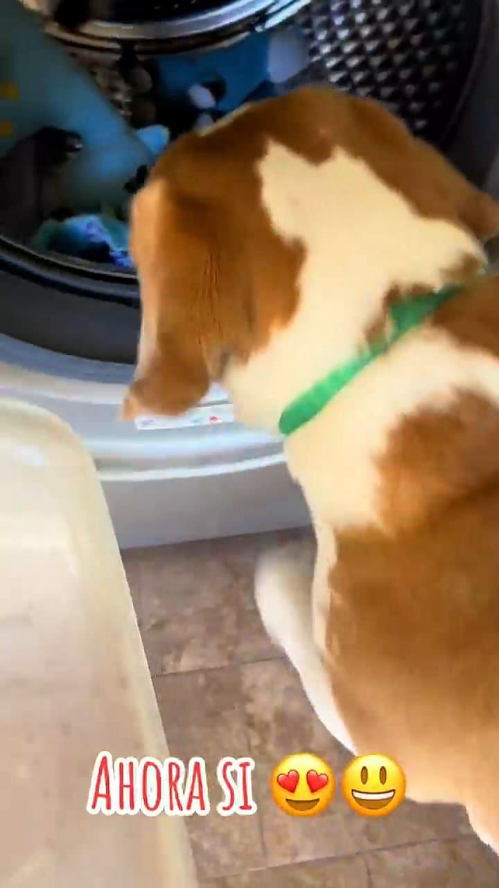 La mujer compartió otro video en el que mostró nuevamente al perro