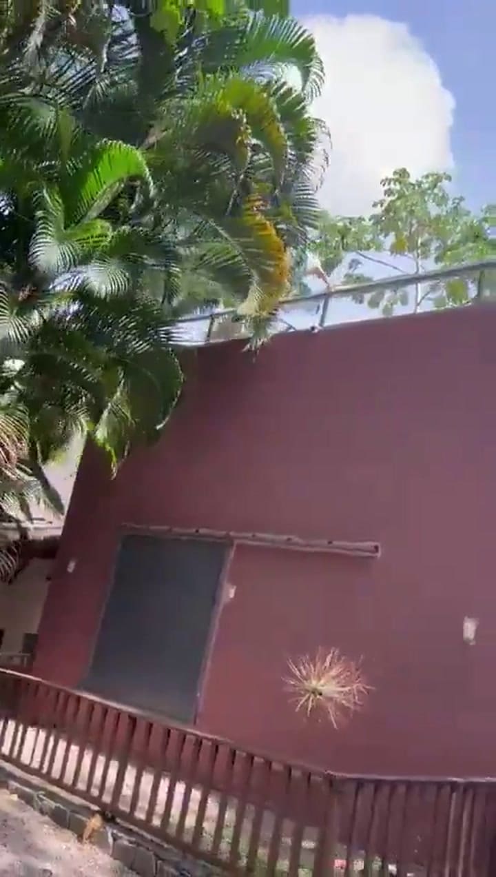 El momento en el que el joven de 19 años ingresa al recinto del zoológico y es atacado por la leona