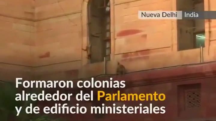 Invasión de monos en Nueva Delhi: toman los edificios del poder indio - Fuente: Reuters