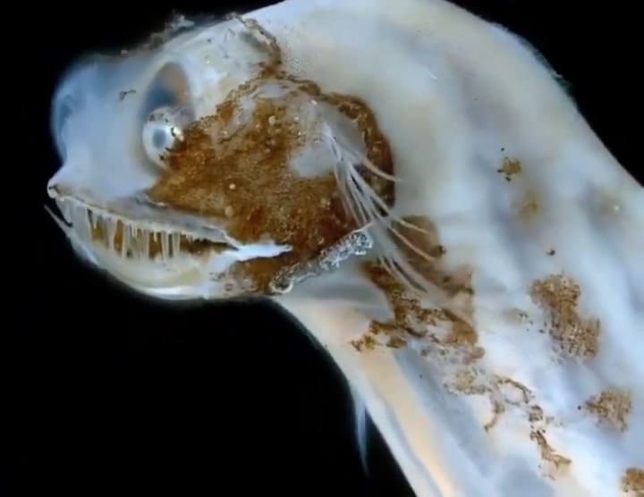 Furor por el pez telescopio