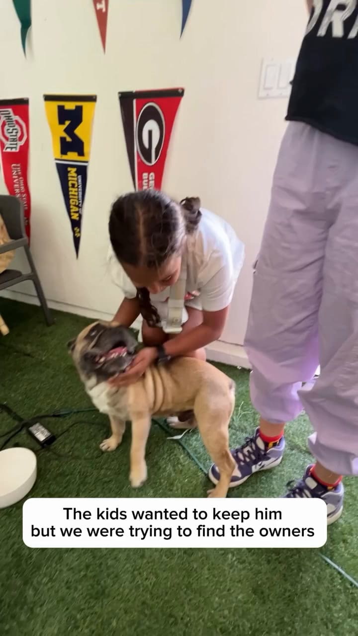 Encontaron a un perro igual a su bulldog francés difunto