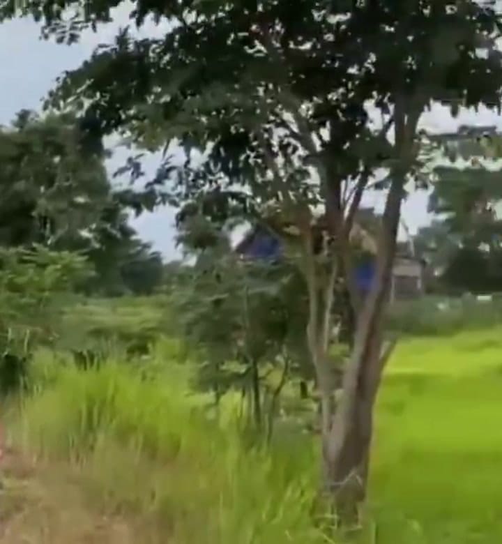 Estalla un enfrentamiento armado en la frontera de Camboya y Tailandia