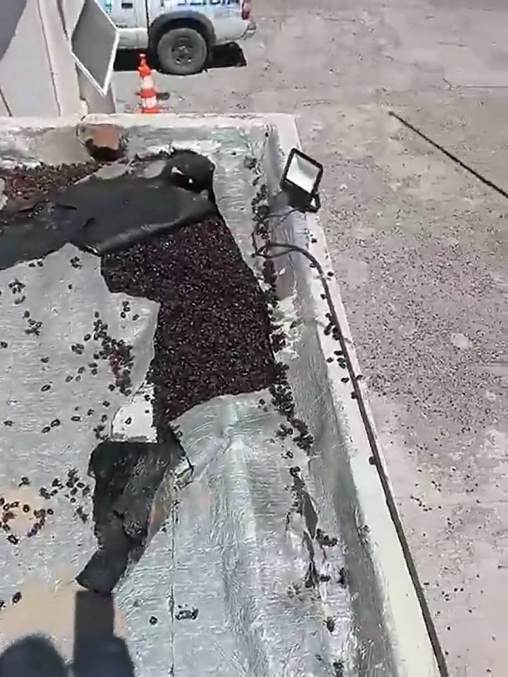 Invasión de cascarudos en Santa Isabel, La Pampa