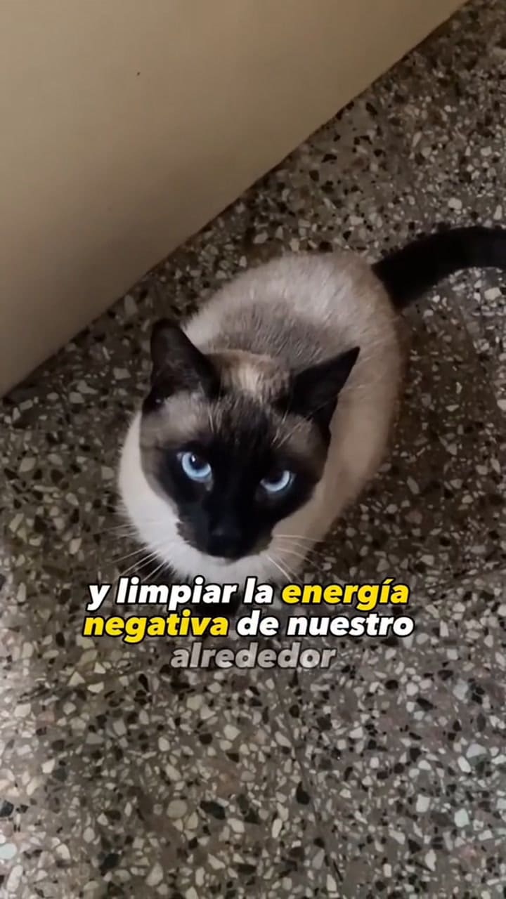 Arminelgato 7253975212666998022