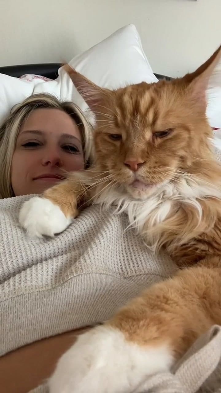 Finn, el gato con un tamaño colosal que es furor en las redes sociales