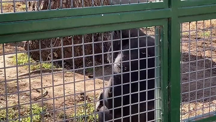 La mirada más triste del mundo