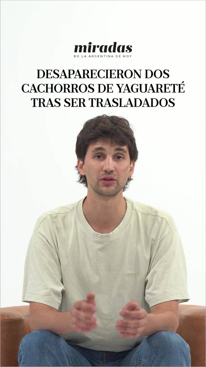 Desaparecieron dos cachorros de yaguareté en Misiones tras ser trasladados