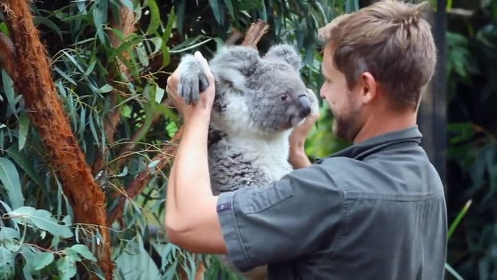 La noticia más tierna: nació el primer bebé koala en Australia después de los incendios forestales
