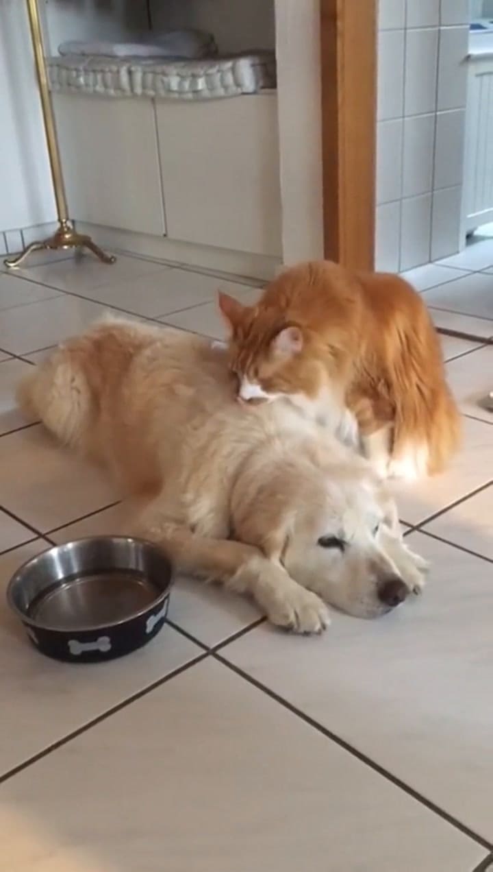 La emotiva reacción de un gato a la llegada de su hermano Golden retriever después de una operación