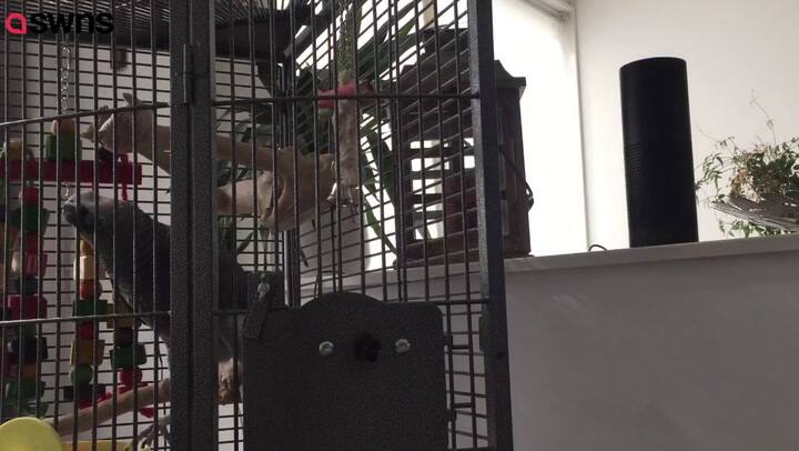 Un loro y el parlante inteligente Alexa, una combinación que puede resultar onerosa