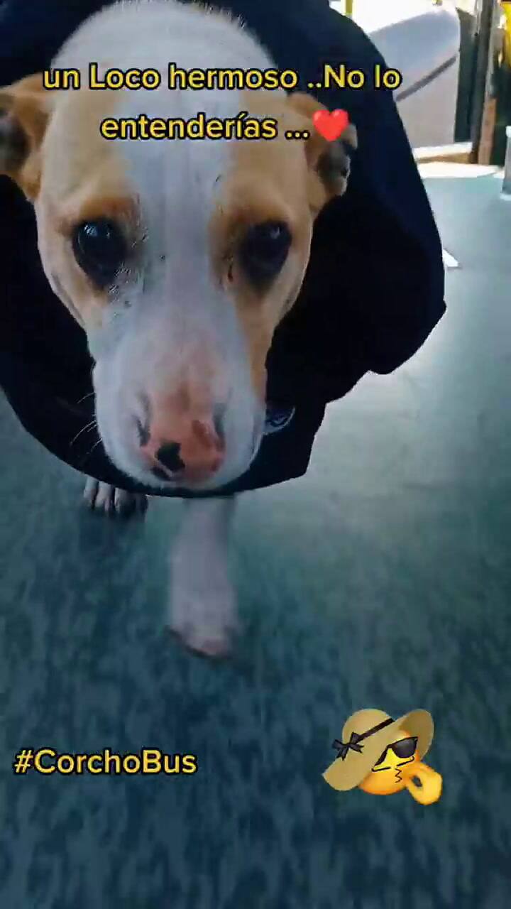 Corcho, el perro que se volvió viral en TikTok