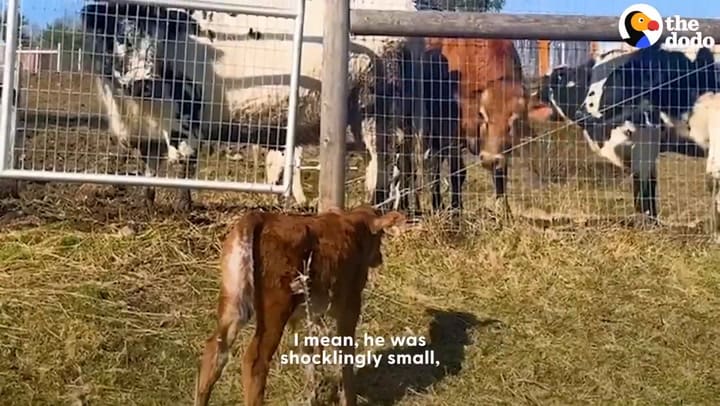 El emotivo rescate de un ternero de vaca