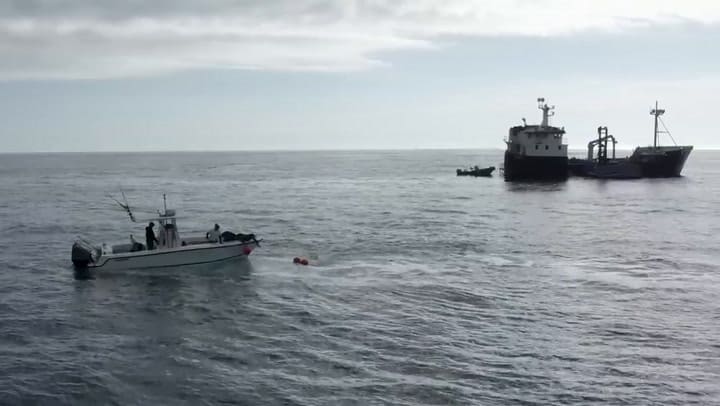 Tras años de búsqueda, capturaron a un tiburón blanco gigante, pero escapó nuevamente