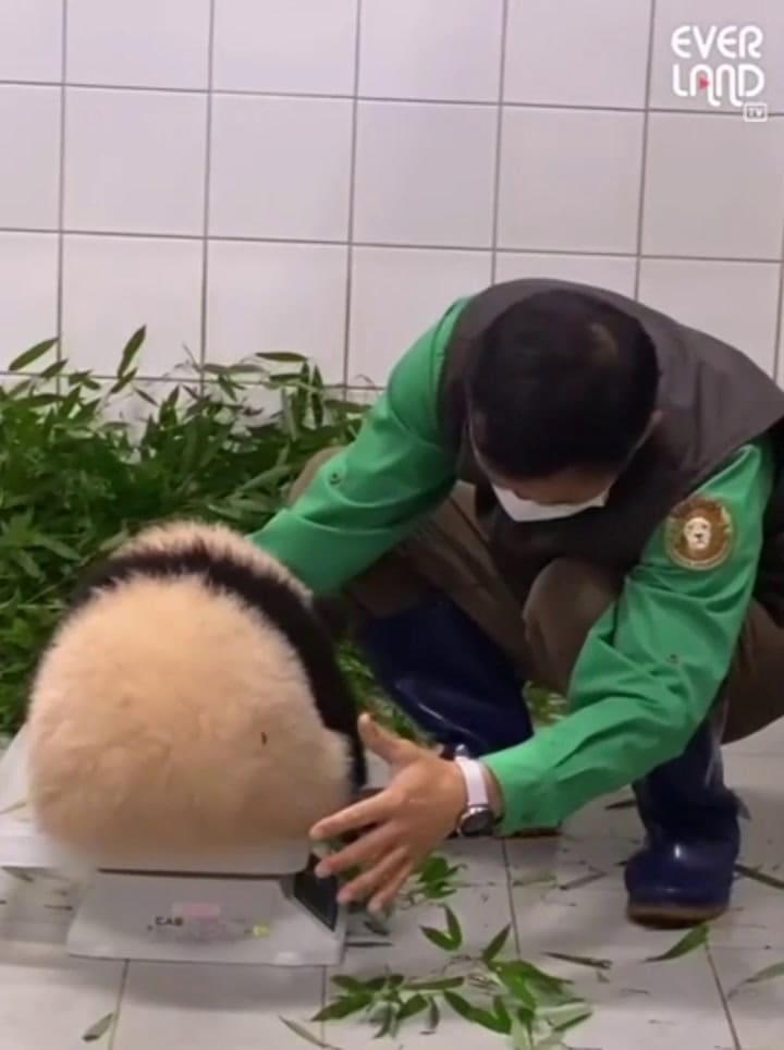 Video: el conmovedor momento en que una panda se aferra a su cuidador