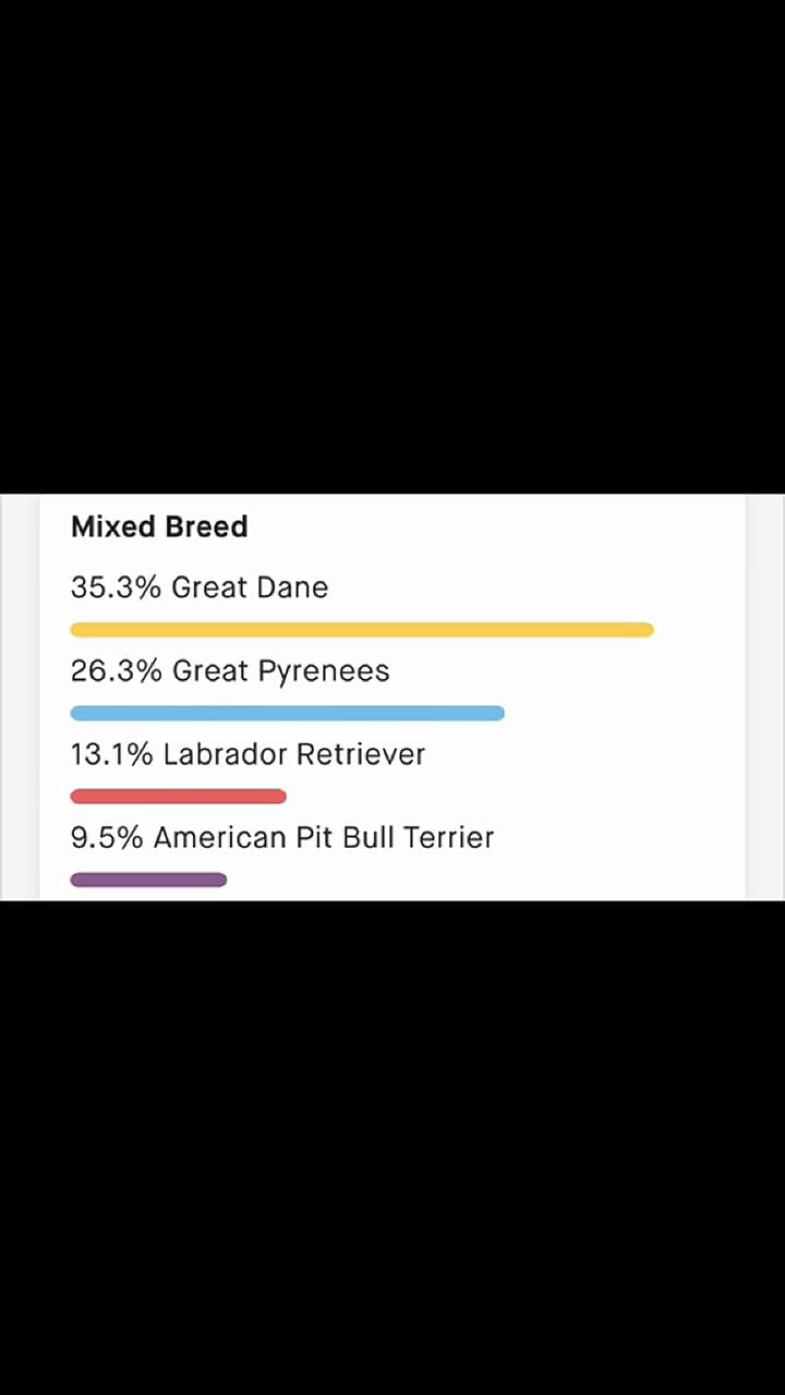 Un perrito adoptado resultó ser una gran mezcla de razas