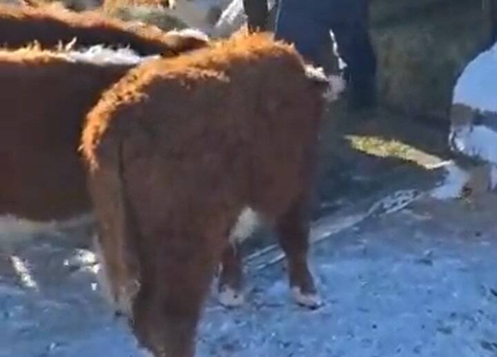 Así alimentan al ganado