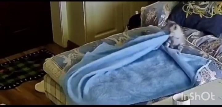 El gatito que acomoda su manta antes de dormir
