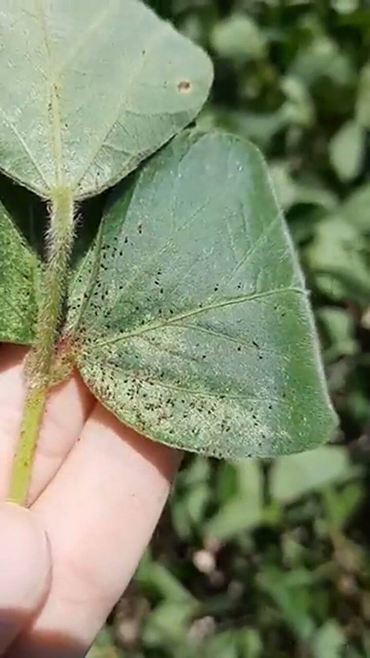 Un productor agropecuario reveló los pasos a seguir para evitar una plaga