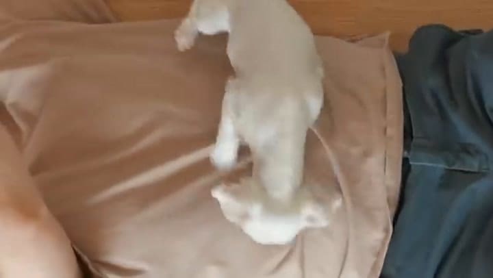 La razón de por qué los perros dan vueltas antes de dormir