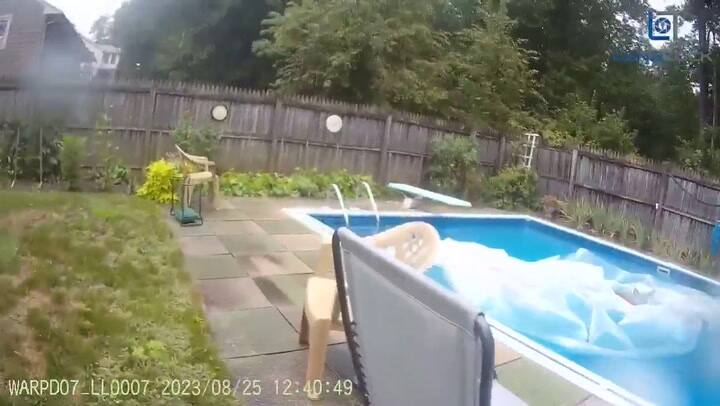 Un nervioso ciervo trata de salir de una pileta