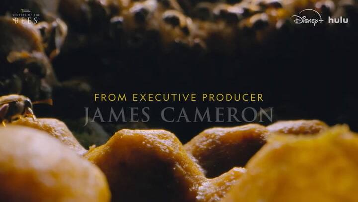 Secretos de las abejas - tráiler oficial