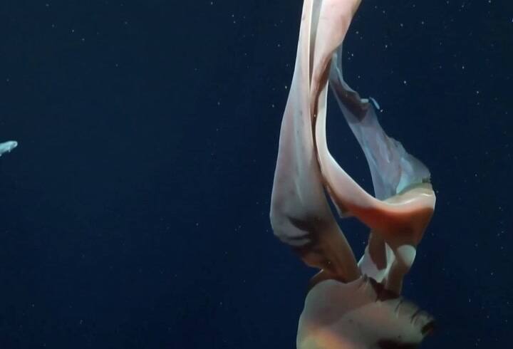 Científicos del Conicet hallaron una medusa en el fondo marino