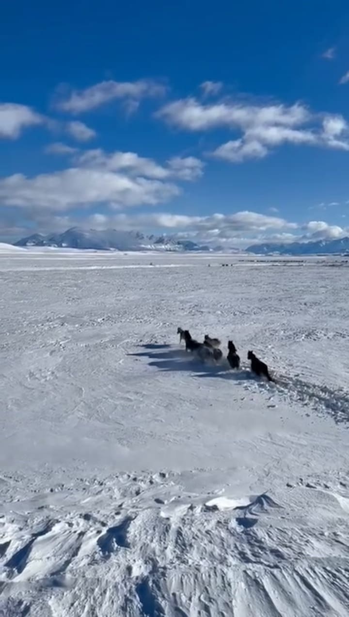 Los Caballos Abren Paso