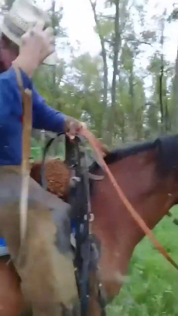 Lo atacó un enjambre de mosquitos