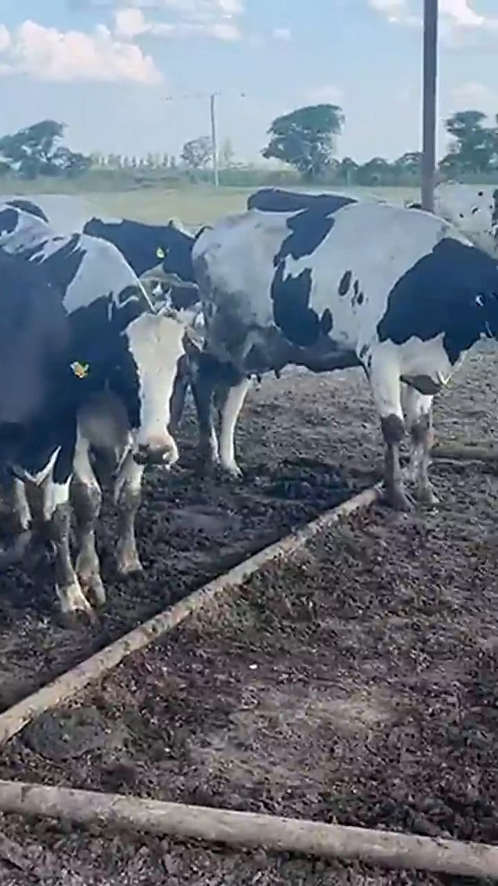 Los efectos de la sequía en el campo de la familia Mondino, en Santa Fe